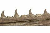 Fossil Mosasaur (Platecarpus) Lower Jaw w/ Teeth - Kansas #207899-4